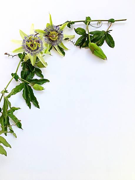 istock Passionfruit vine and flowers 1208505133