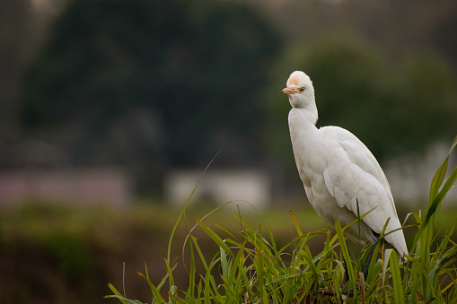 The white Crane standing alone..