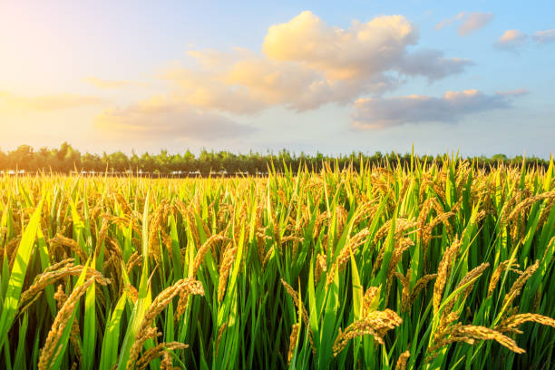istock Field of ripe rice at dusk 1208506521