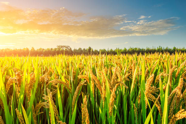 istock Field of ripe rice at dusk 1208506759