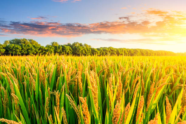 istock Field of ripe rice at dusk 1208507571