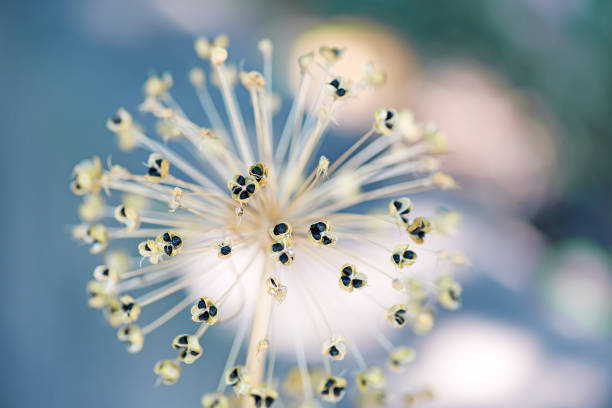 Wild plant flower