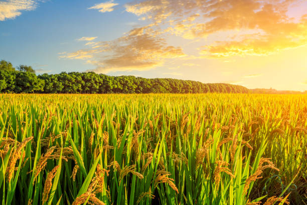 istock Field of ripe rice at dusk 1208507672