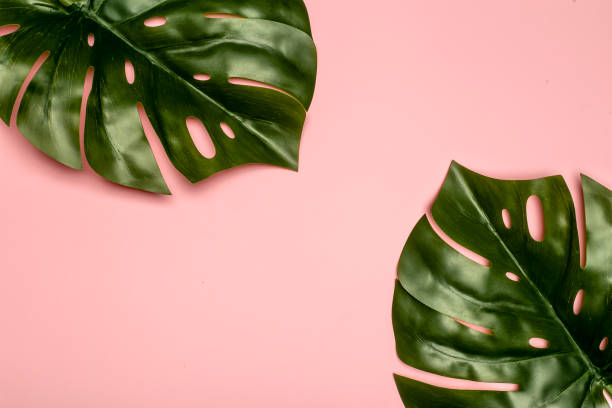 istock Monstera leaf background. Tropical jungle palm leaves on color pastel background. Copy space 1208507674