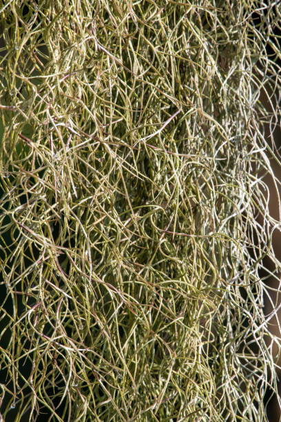 istock Curly hanging tropical plant on a tree 1208508540