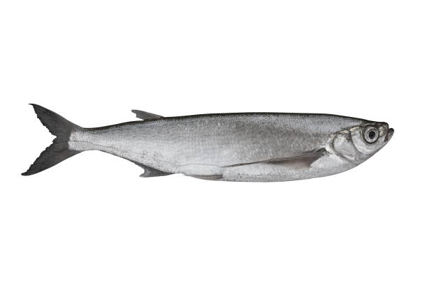 istock Sabrefish. Alive chekhon chehon fish isolated on white background 1208508616