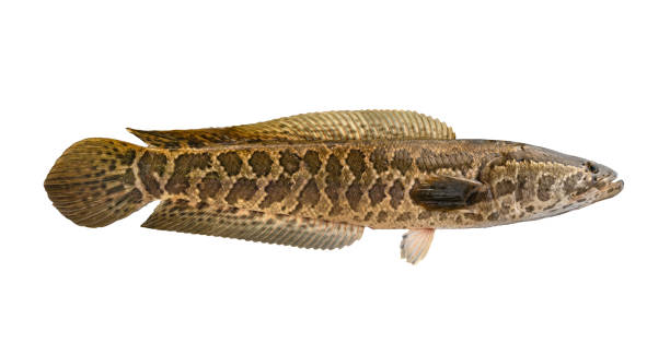 Snakehead fishing. Alive snake fish isolated on white background Snakehead fishing. Alive snake fish isolated on white background giant snakehead stock pictures, royalty-free photos & images