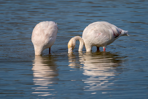Pink flamingos (phoenicopterus roseus) in the Natural Park of the Marshes of Ampurdán, Girona, Catalonia, Spain.