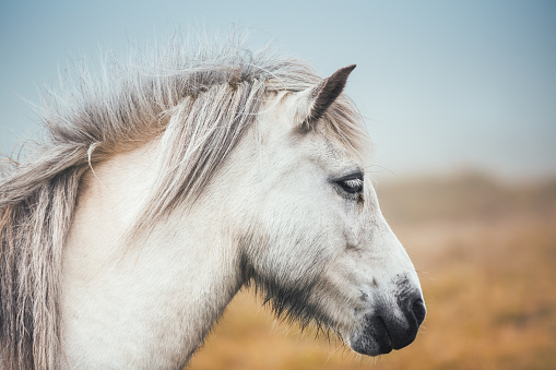 Close-up of white Icelandic horse on pasture.