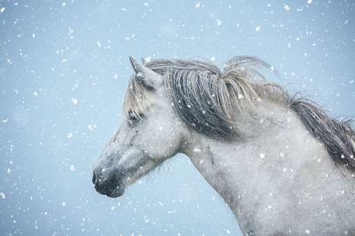 Close-up of white Icelandic horse on a snowy winter day.