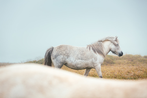 Close-up of white Icelandic horse on pasture.