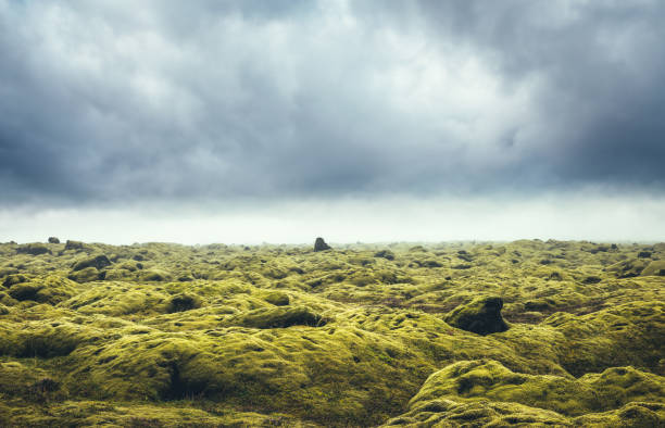 Volcanic rocks covered with green moss in south Iceland.