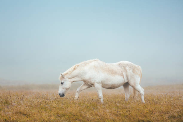 islandpferd auf der weide - pony fotos stock-fotos und bilder