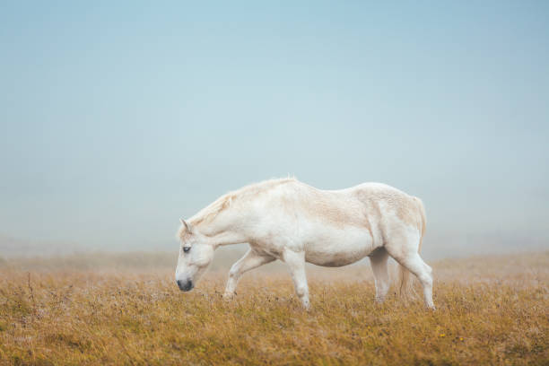 cavallo islandese al pascolo - horse animal head animal sky foto e immagini stock