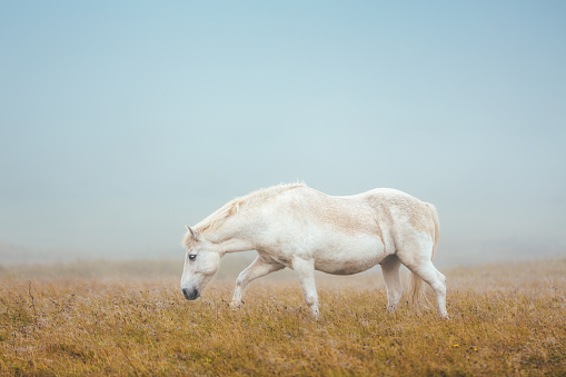 Icelandic Horse On Pasture