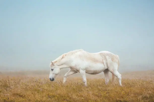 Photo of Icelandic Horse On Pasture