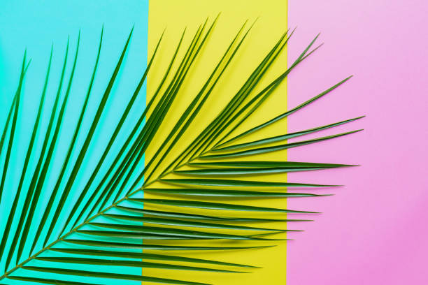 istock Tropical palm leaf with shadows on blue, pink and yellow background. Summer concept. 1208511919