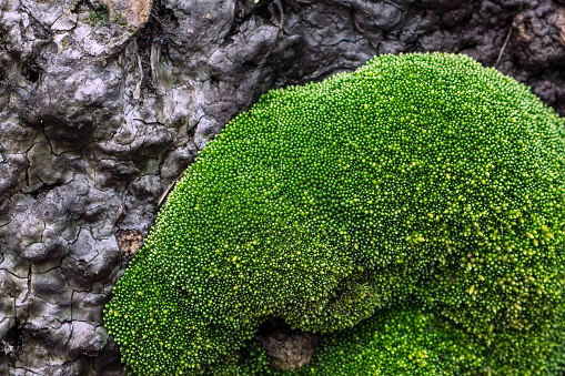 Beautiful lush moss close up