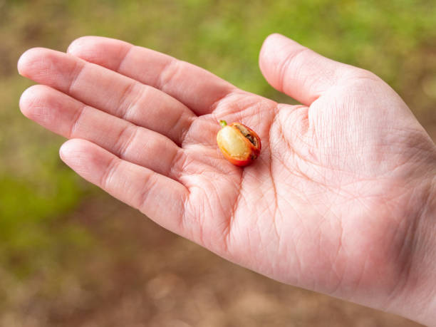 istock Coffee trees produce berries, called coffee cherries, that turn bright red when they are ripe and ready to pick. 1208512919