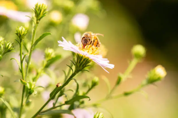 European honey bee also known as Apis mellifera.