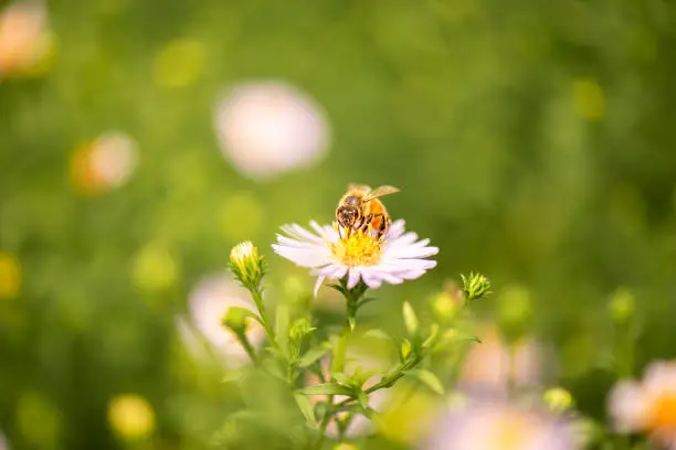 European honey bee also known as Apis mellifera.