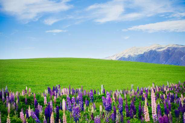Foreground of small purple blue lupine flowers on Snodgrass hiking trail in town called Crested Butte, Colorado famous for wildflowers with mountain in background