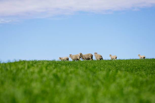 istock Sheep in New Zealand. 1208514288