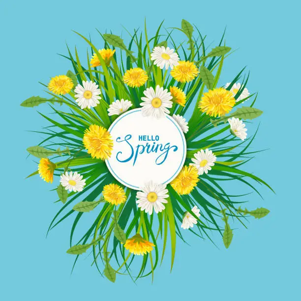 Vector illustration of Hello Spring lettering template background with flowers bouquet dandelions and daisies, chamomiles, grass. Vector illustration. Fresh design for posters, flyers, greeting card, invitation