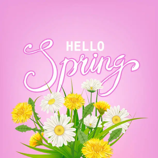Vector illustration of Hello Spring lettering template background with flowers dandelions and daisies, chamomiles, grass. Vector illustration. Fresh design for posters, flyers, greeting card, invitation