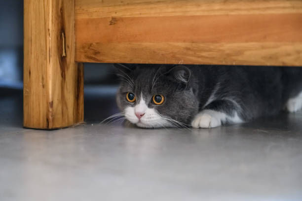 istock British shorthair cat hiding under the table 1208515018