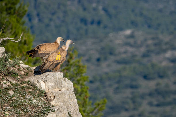 istock Griffon vultures (gyps fulvus) perched on a rock in Alcoy. 1208515124