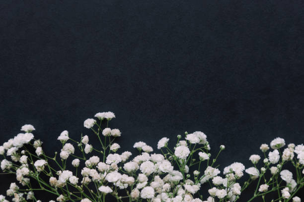 Gypsophila white baby's breath flower on black granite table background with copy space. Isolated beautiful wallpaper for Valentine or wedding backdrop design. Gypsophila flower is mean forever love.
