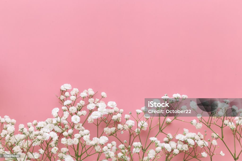 Gypsophila White Babys Breath Flower On Pastel Pink Background