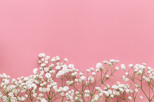 Gypsophila White Babys Breath Flower On Pastel Pink Background With Copy  Space Sweet And Beautiful Wallpaper For Valentine Or Wedding Backdrop  Design Gypsophila Flower Is Mean Forever Love Stock Photo - Download