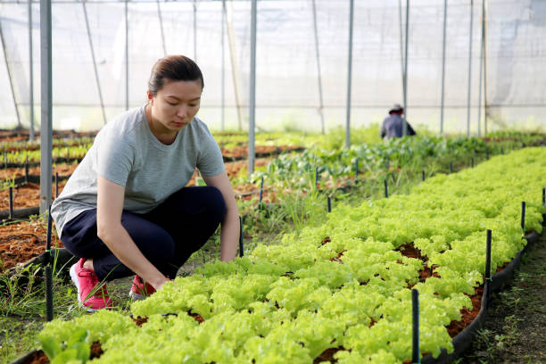 istock Greenhouse Farming 1208516603