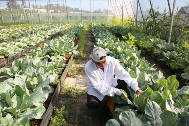 istock Greenhouse Farming 1208516630