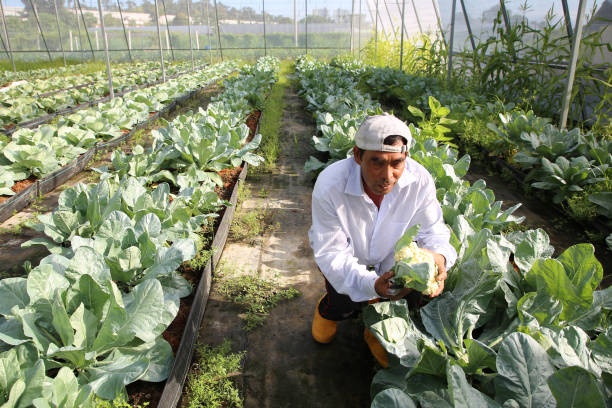 istock Greenhouse Farming 1208516636
