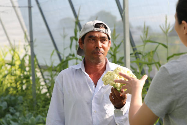 istock Greenhouse Farming 1208516644