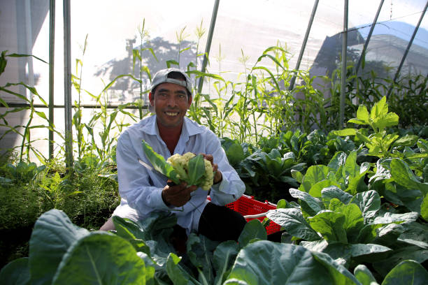 istock Greenhouse Farming 1208516666