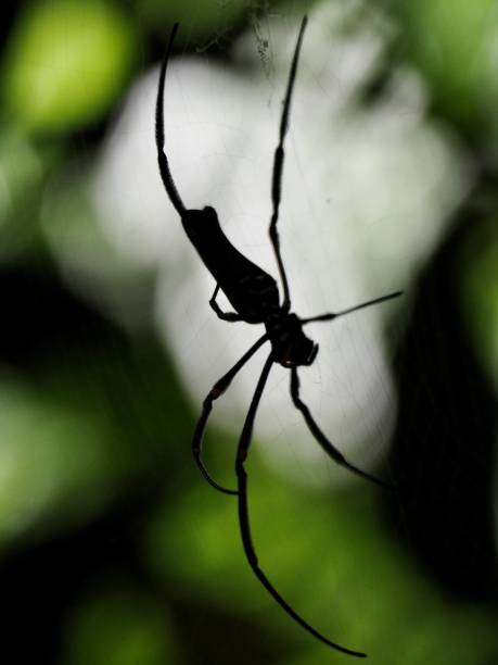istock Australian Rainforest Spider - Daintree National Park 1208516723