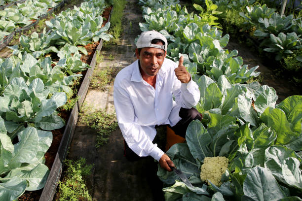 istock Greenhouse Farming 1208516786