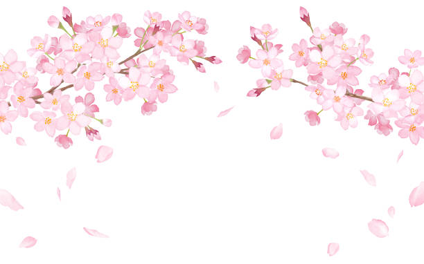 wiosenne kwiaty: kwiaty wiśni i spadające płatki łukowate ramki akwarela ilustracja śladowy wektor - cherry blossom blossom branch cherry tree stock illustrations