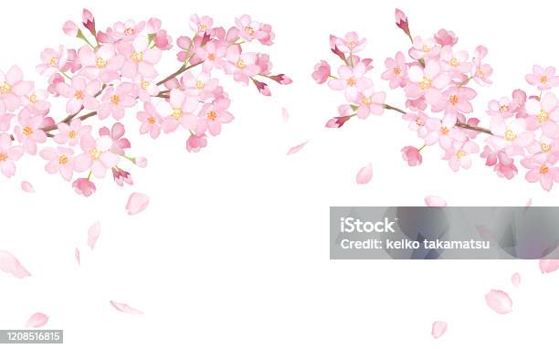 ดอกไม้ฤดูใบไม้ผลิ ดอกซากุระและกลีบดอกที่ร่วงหล่นกรอบสีน้ําโค้งภาพประกอบร่องรอยเวกเตอร ภาพประกอบสต็อก - ดาวน์โหลดรูปภาพตอนนี้