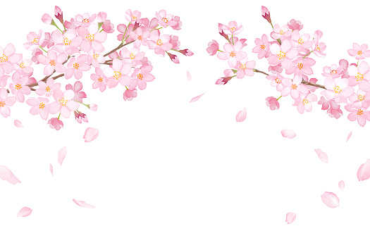 Spring flowers: cherry blossoms and falling petals arched frame watercolor illustration trace vector