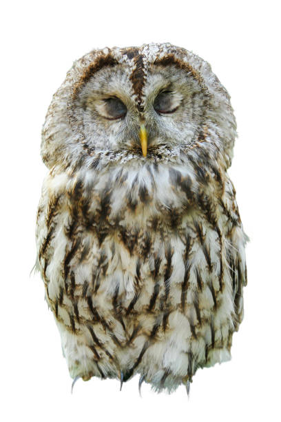 istock One isolated owl with closed eyes 1208517939