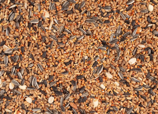 istock Birdfood - Mixed seeds, grain, nuts and corn, isolated 1208517972