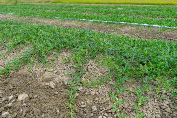 istock Green view of Watermelon Fruit Farm. 1208518746