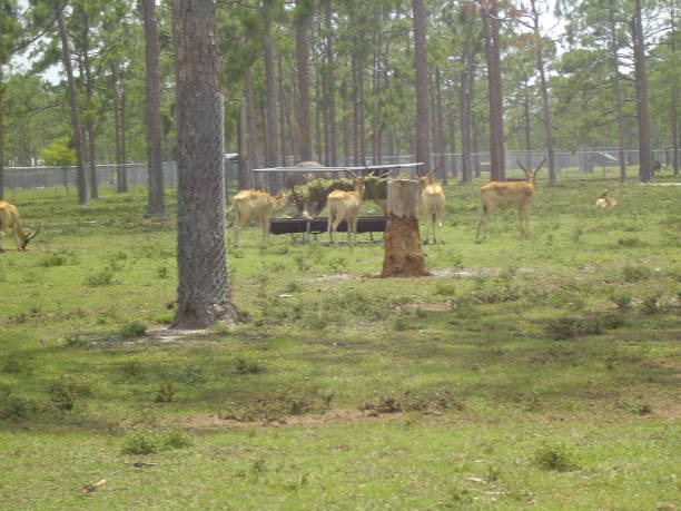 Deer Family in a Park