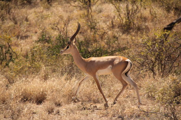 istock Deer with Antlers Walking on Dry Grass 1208518817