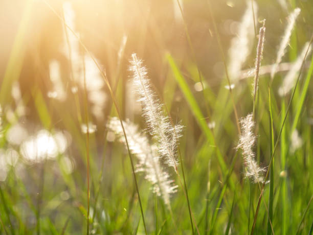 istock Soft focus of Blady grass with sunlight 1208518886